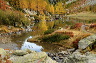 lac_darpy08