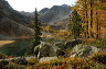 lac_darpy20