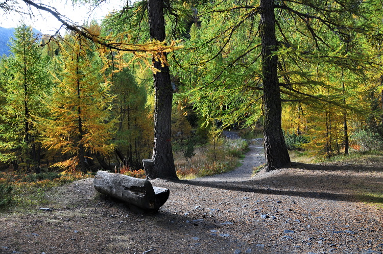 lac_darpy02.jpg