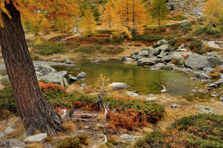 lac_darpy10.jpg