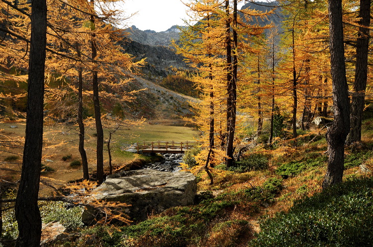 lac_darpy15.jpg