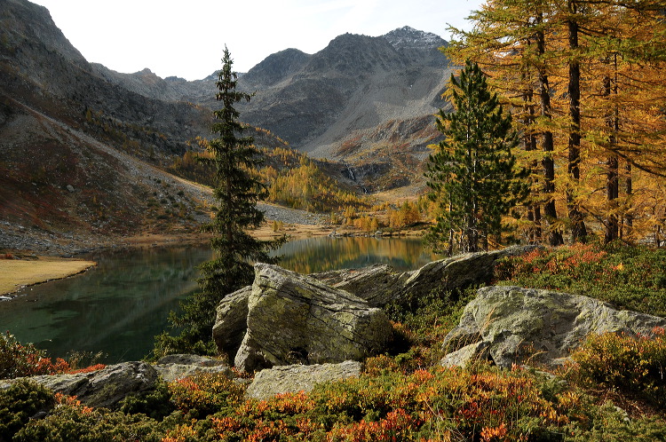 lac_darpy20.jpg